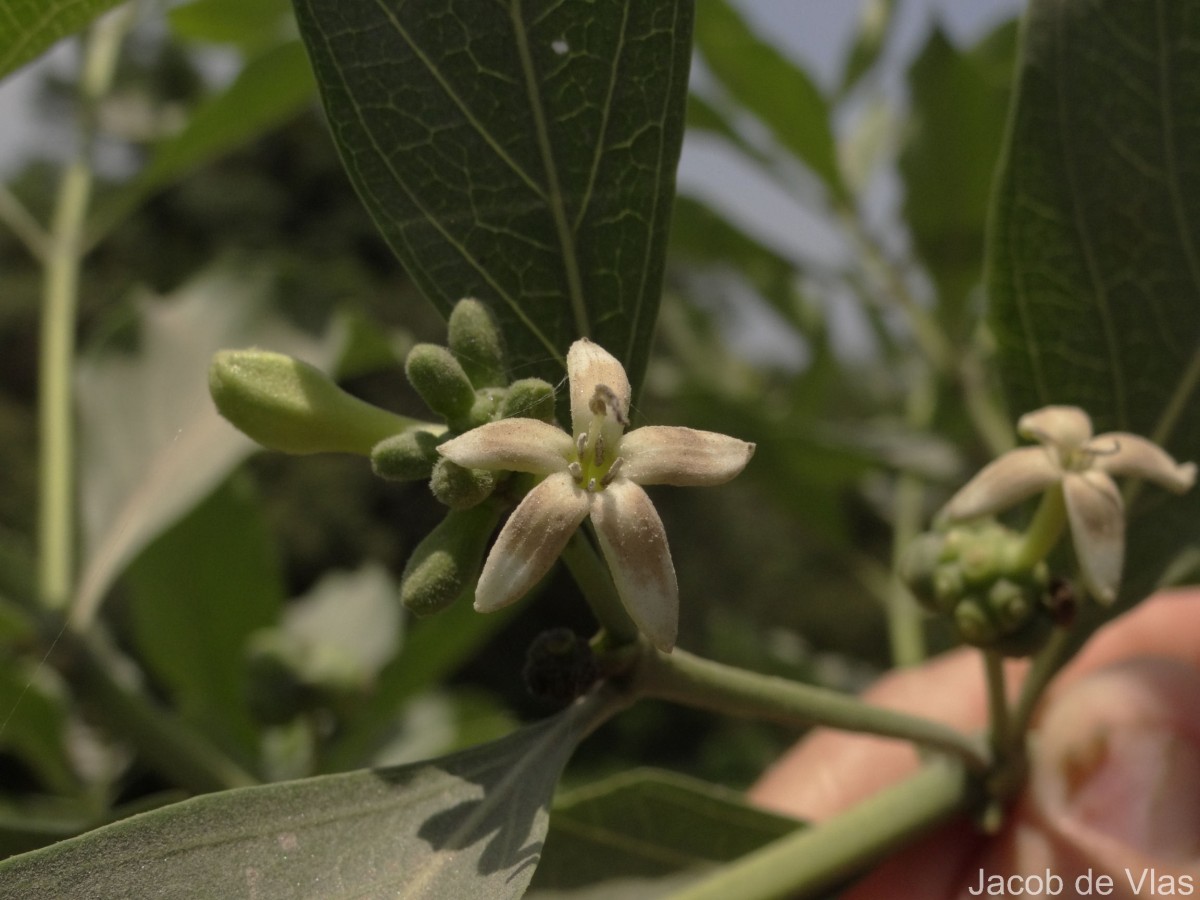 Morinda coreia Buch.-Ham.